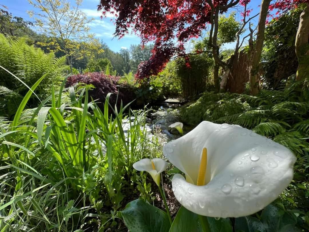 Cwmbach Guest House Neath Pokoj fotografie